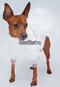 Новогодний костюм «Снегурочка» для животных